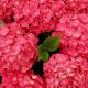 Hydrangea macrophylla Leuchtfeur