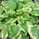 Hosta Delta Dawn
