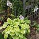 Hosta Frozen Margarita