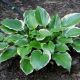Hosta Sugar and Spice