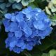 Hydrangea macro. Little Blue