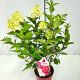 Hydrangea pan. Bloody Marie