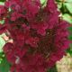 Hydrangea paniculata Wim's Red