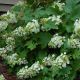 Hydrangea quercifolia Sike Dwarf