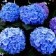 Hydrangea macrophylla Early Blue