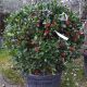 Ilex mutchagara Nellie R. Stevens