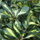 Ilex altaclerensis Golden King
