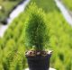 Thuja orientalis Aurea Nana