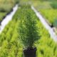 Thuja occ. King of Brabant