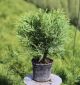 Thuja occ. Little Champion
