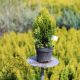 Thuja occ. Golden Smaragd