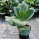 bergenia