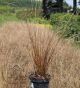 carex red rooster