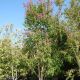 Lagerstroemia indica In Varieta