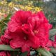 rhododendron inkarho red