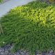 Juniperus hor. Prince of Wales