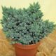 Juniperus sqa. Blue Star