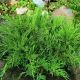 Juniperus x media Mint Julep