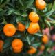 Citrus mitis Calamandin