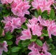 rhododendron kermesina roze