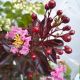 Lagerstroemia indica Rhapsody in Pink