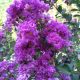 Lagerstroemia indica Superviolacea
