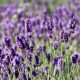 Lavandula ang. Munstead
