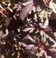 physocarpus lady in red
