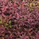 Leucothoe walteri Zeblid