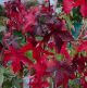 Liquidambar styraciflua