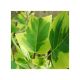 Liriodendron tulipifera 'Aureomarginatum'  • C7,5 L • 175-200 cm