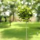 Liriodendron tulipifera Edward Gursztyn