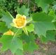 Liriodendron