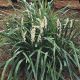 Liriope muscari Monroe White