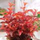 physocarpus little angel 