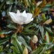 magnolia little gem
