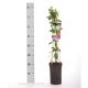 Lonicera periclymenum Belgica Select