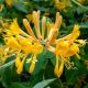 Lonicera tellmanniana