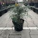 Mahonia eur. Soft Cares