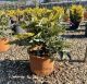 Mahonia Winter Sun