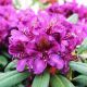 Rhododendron Easydendron