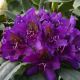 Rhododendron Marcel Menard