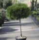Pinus nigra Marie Bregeon