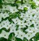 Cornus Milky Way