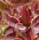 Cornus alba sibirica Miracle