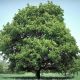 Acer platanoides
