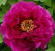 Paeonia suffruticosa Mo Run Jue Lun
