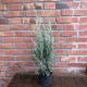 Juniperus scop. Moonglow