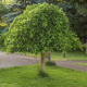 Morus Alba Pendula - Žalosni dud