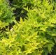 Nandina domestica Lemon-Lime
